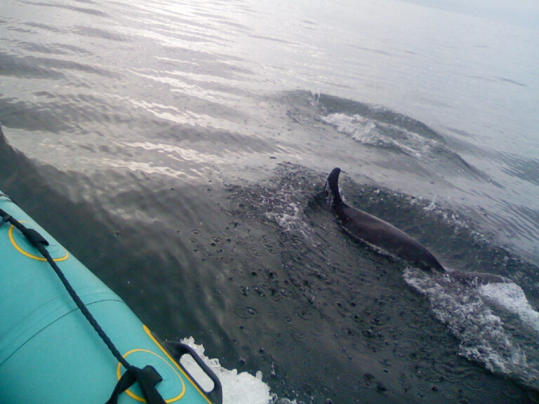 Whale or dolphin swimming near surface next to kayak with turquoise hull visible in corner