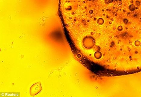 Microscopic view of oil droplets in yellow-orange liquid, showing various sized circular bubbles and droplets suspended in fluid