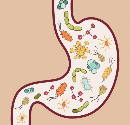 Diagram showing cross-section of stomach with various colorful microorganisms, bacteria, and parasites illustrated inside