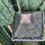 orgonite rosa en forma de pirámide con virutas metálicas y resina, posicionado entre pencas de cactus verdes con espinas