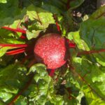 Red spherical orgonite device with textured surface sitting among green leafy plants with red stems and veins