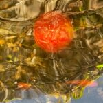 Red-orange spherical object with textured surface floating in clear water with ripples and light reflections