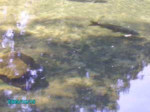 Kalahari orgonite tour crystal clear water at Die Ooog