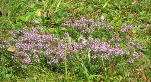 Butterflies at treblinka Butterflies