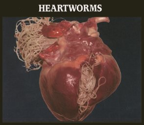 worm parasites
