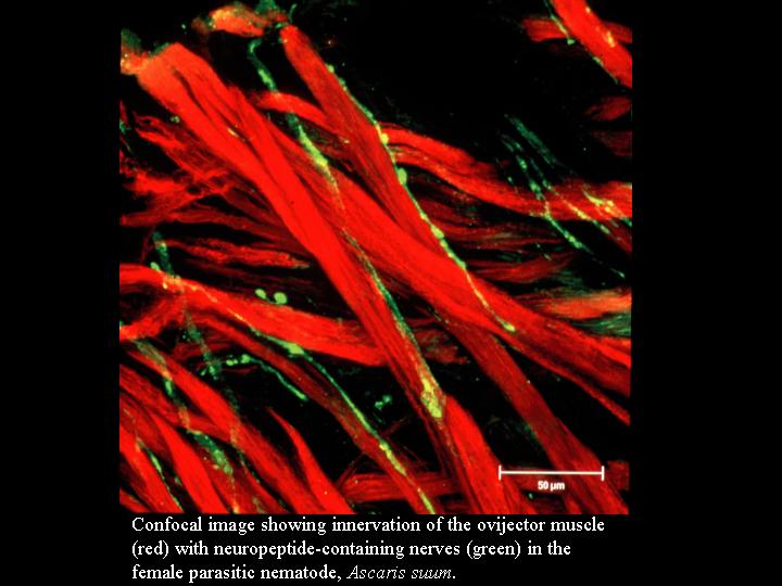parasites worms, worms parasites, worms and parasites, what is a parasite