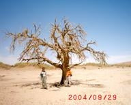 Deadly orgone energy, the secret behind desert forming