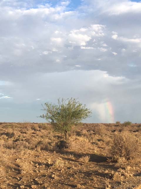 Desert landscape with scattered shrubs, a single small tree, rocky ground, cloudy sky, and a rainbow visible in distance